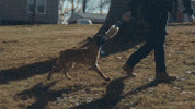 Dog Playing GIF by Better Noise Music
