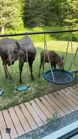Baby Moose Checks Out Swing Set While Mama Keeps Close Eye
