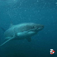 Ocean Swimming GIF by Shark Week