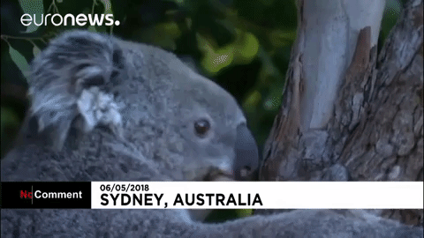 Koala GIF by euronews