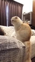 Kitty Does Best Impression of an Alarm Clock