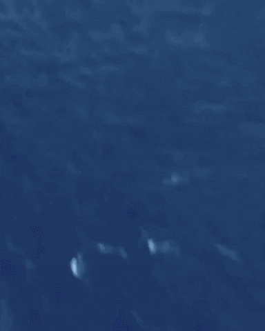 freddiemade giphyupload GIF