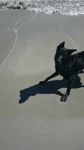 fetch GIF