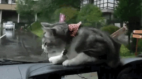 dashboard GIF