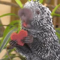 Brookfield Zoo Animals Enjoy Valentine’s Day