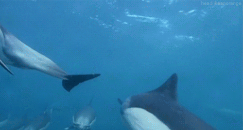 common dolphin GIF by Head Like an Orange