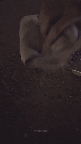 Persiiabaz GIF