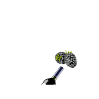 morandinaperu blackberry zarzamora morandina berry wine Sticker