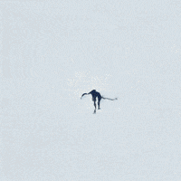 Tiger GIF by Jacob Graff