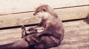 otter GIF