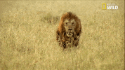 nat geo big cat week GIF by Nat Geo Wild 
