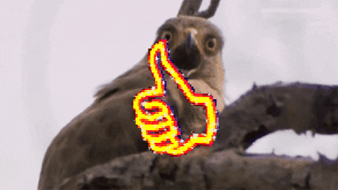thumbs up GIF