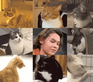 Tiger What GIF