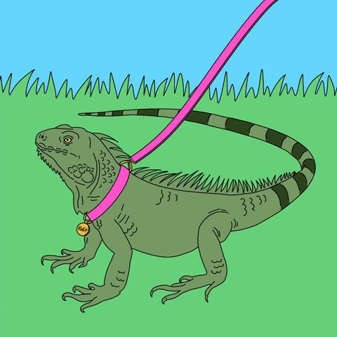 Iggy the iguana 