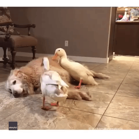 Enthusiastic Ducks Try to Persuade Sleepy Dog to Play With Them