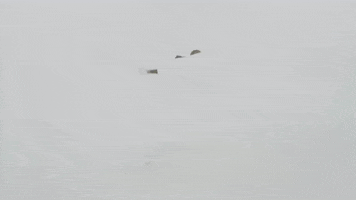 Christopher Walking GIF by Pop Smoke