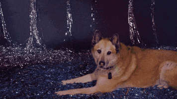 Where To Start Sub Pop GIF by Sub Pop Records