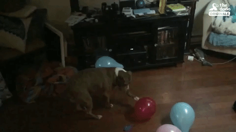 dog balloons GIF by The Dodo