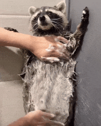 Guardians Of The Galaxy Rocket GIF by Respective