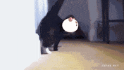 bee and puppycat lol GIF by Cartoon Hangover