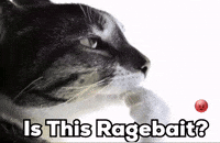 Cat Instagram GIF