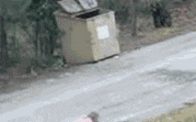 Bear Trash GIF