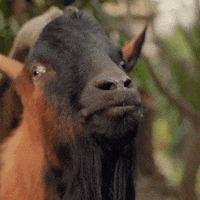 Kozelbeer GIF by Velkopopovický Kozel