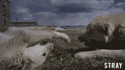 Dogs Love GIF by Magnolia Pictures