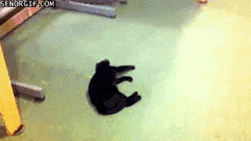 move your body cat GIF by Cheezburger