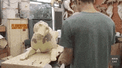 NHMLAC cats la california los angeles GIF