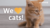 Human Resources Cats GIF by aconso AG