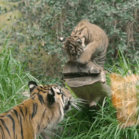 Shocked Cat GIF by San Diego Zoo Wildlife Alliance
