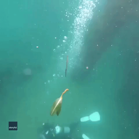 Seahorse Holds on Tight as Diver's Bubbles Blow It Off Course