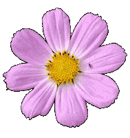 Flower Rotating Sticker