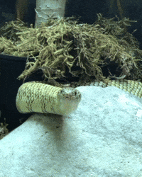 Morning Wow GIF by Valley Zoo Development Society