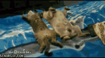 cat sleeping GIF by Cheezburger
