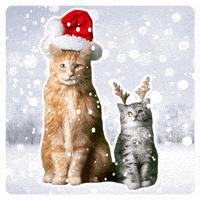 GIF by KPN