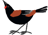 Saddleback Nz Birds Sticker by Melissa Boardman