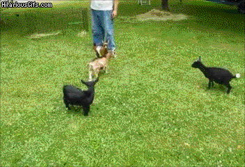 baby goat GIF