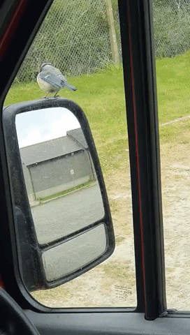 Welsh Postal Worker Gets Surprise Visit From Songbird