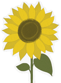 Sunflower Girassol Sticker
