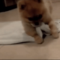 dog GIF by The Videobook