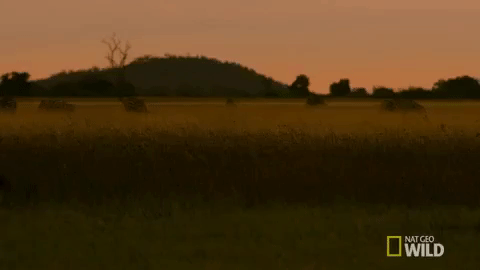 nat geo wild GIF by Savage Kingdom