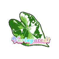 Alocasia Sticker