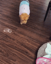 Cute Dog Cashew GIF by Respective