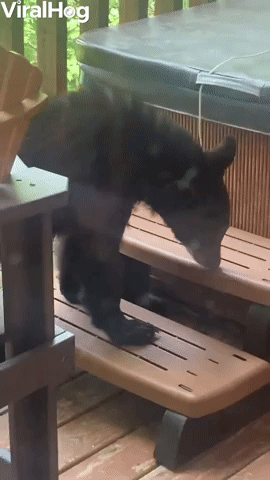 Bear Climbs up to Investigate Cabin Deck