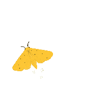 australian moth ingridbart yellowmoth Sticker