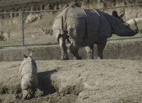 safari park lol GIF by San Diego Zoo