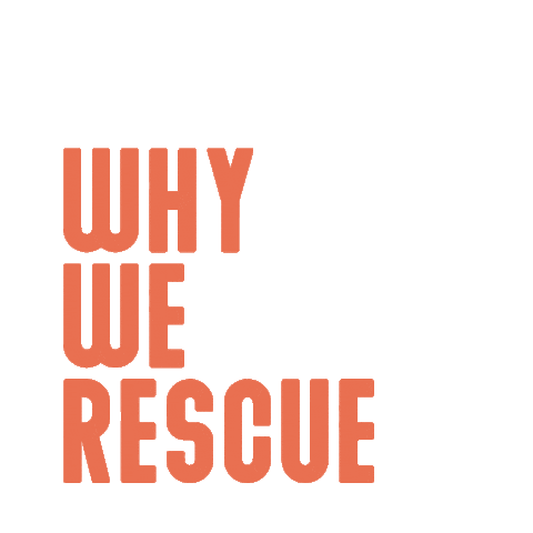 wagmorpets giphyupload dog puppy dogs Sticker