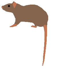 rat STICKER